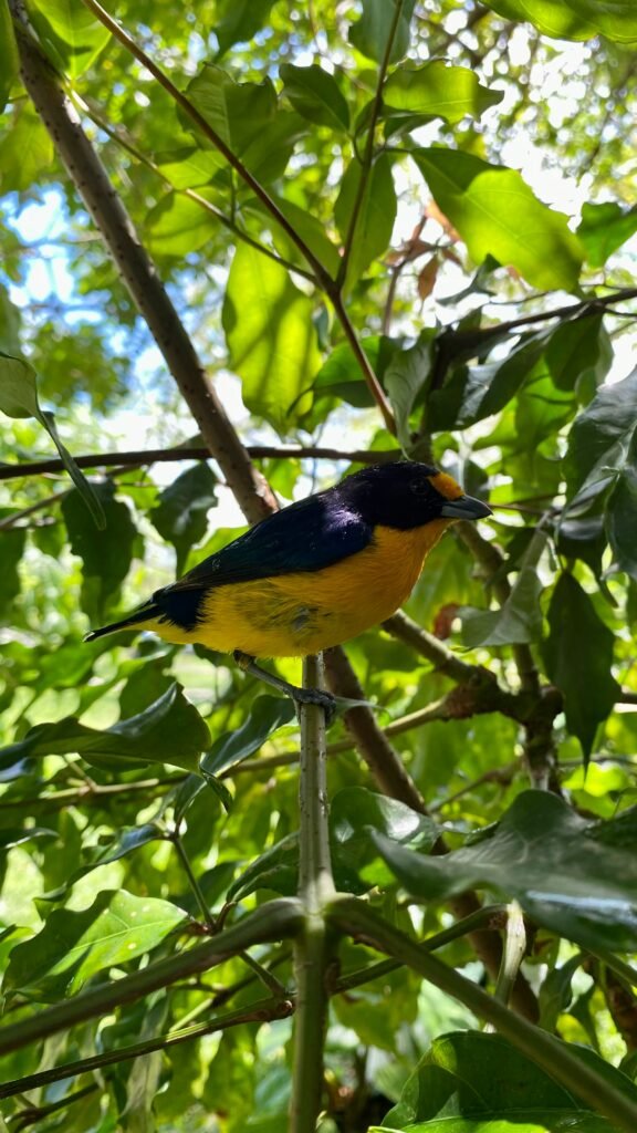 a bird sitting on a branch in a tree